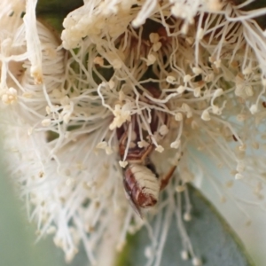 Lasioglossum (Homalictus) sp. (genus & subgenus) at Murrumbateman, NSW - 30 Dec 2022