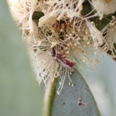 Lasioglossum (Homalictus) sp. (genus & subgenus) at Murrumbateman, NSW - 30 Dec 2022