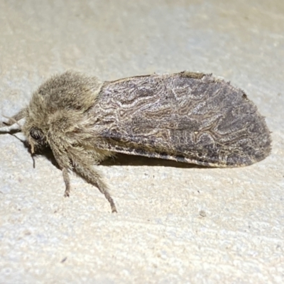 Oncopera (genus) (A Bardie moth) at Numeralla, NSW - 30 Dec 2022 by SteveBorkowskis