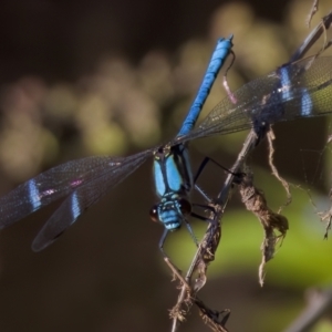 Diphlebia lestoides at Rendezvous Creek, ACT - 27 Dec 2022