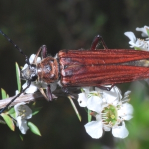 Distichocera macleayi at Yarralumla, ACT - 29 Dec 2022 02:43 PM