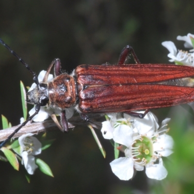 Distichocera macleayi (A longhorn beetle) at Black Mountain - 29 Dec 2022 by Harrisi