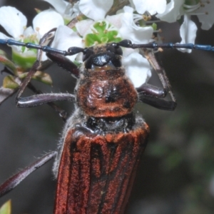 Distichocera macleayi at Yarralumla, ACT - 29 Dec 2022