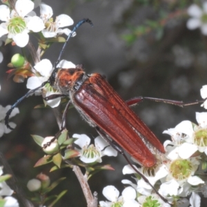 Distichocera macleayi at Yarralumla, ACT - 29 Dec 2022