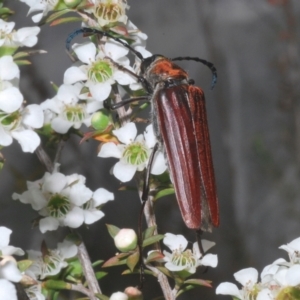Distichocera macleayi at Molonglo Valley, ACT - 29 Dec 2022