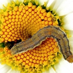 Helicoverpa (genus) (A bollworm) at Crooked Corner, NSW - 30 Dec 2022 by Milly