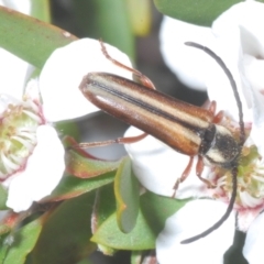 Trichomesia newmani (A longhorn beetle) at Brindabella, NSW - 28 Dec 2022 by Harrisi