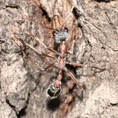 Myrmecia nigriceps (Black-headed bull ant) at Mount Ainslie - 30 Dec 2022 by Pirom
