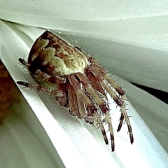 Unidentified Orb-weaving spider (several families) at Crooked Corner, NSW - 30 Dec 2022 by Milly