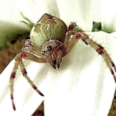 Araneidae (family) at Crooked Corner, NSW - 30 Dec 2022 03:30 PM