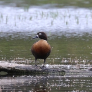 Tadorna tadornoides at Fyshwick, ACT - 30 Dec 2022