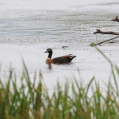 Tadorna tadornoides at Fyshwick, ACT - 30 Dec 2022