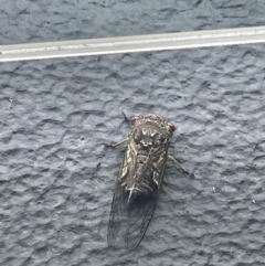 Unverified Insect at Hamilton, QLD - 31 Dec 2022 by Shique