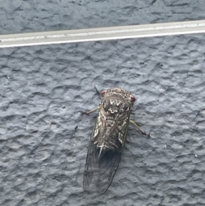 Unidentified Insect (TBC) at suppressed by Shique