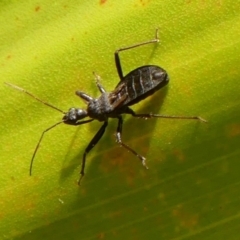 Reduviidae (family) (An assassin bug) at Braemar - 23 Dec 2022 by Curiosity