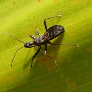 Reduviidae (family) at Braemar, NSW - 23 Dec 2022