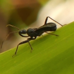 Reduviidae (family) at Braemar, NSW - 23 Dec 2022