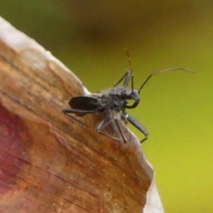 Reduviidae (family) at Braemar, NSW - 23 Dec 2022 01:51 PM