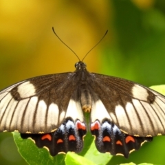 Papilio aegeus (Orchard Swallowtail, Large Citrus Butterfly) at Braemar, NSW - 30 Dec 2022 by Curiosity