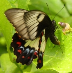 Papilio aegeus at Braemar, NSW - 30 Dec 2022
