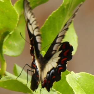 Papilio aegeus at Braemar, NSW - 30 Dec 2022