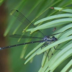 Austroargiolestes icteromelas icteromelas (Common Flatwing) at Wingecarribee Local Government Area - 27 Dec 2022 by Curiosity