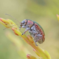 Edusella sp. (genus) (A leaf beetle) at Dryandra St Woodland - 18 Dec 2022 by ConBoekel