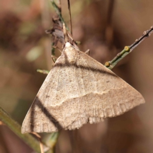 Epidesmia hypenaria at O'Connor, ACT - 26 Dec 2022 09:50 AM