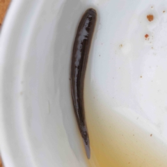 Hirudinea sp. (Class) (Unidentified Leech) at O'Connor, ACT - 29 Dec 2022 by ConBoekel