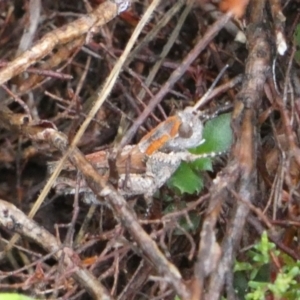 Brachyexarna lobipennis at Borough, NSW - suppressed