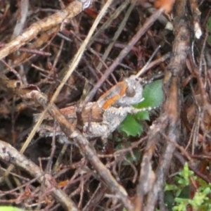 Brachyexarna lobipennis at Borough, NSW - 30 Dec 2022