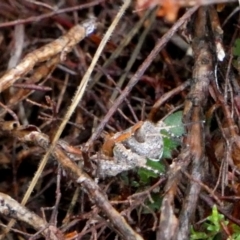 Brachyexarna lobipennis at Borough, NSW - suppressed