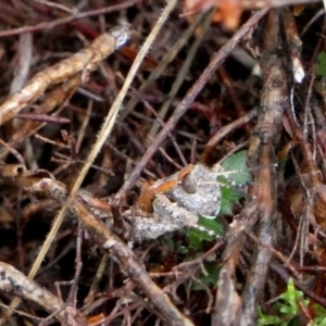 Brachyexarna lobipennis at Borough, NSW - suppressed