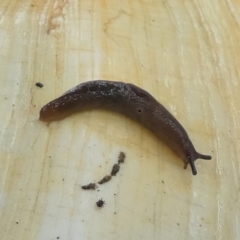 Deroceras sp. (genus) (A Slug or Snail) at Boro - 30 Dec 2022 by Paul4K