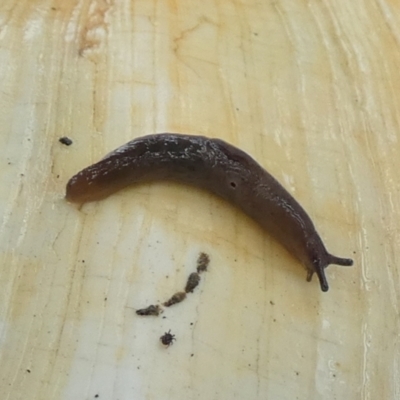 Deroceras sp. (genus) (A Slug or Snail) at Borough, NSW - 30 Dec 2022 by Paul4K