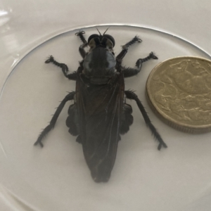 Blepharotes splendidissimus at Inverell, NSW - 30 Dec 2022 09:32 AM