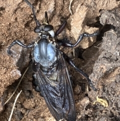 Blepharotes splendidissimus at Inverell, NSW - 30 Dec 2022