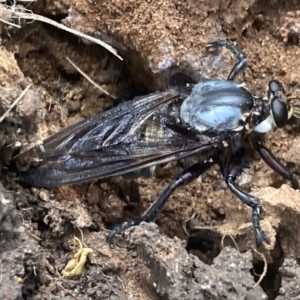 Blepharotes splendidissimus at Inverell, NSW - 30 Dec 2022