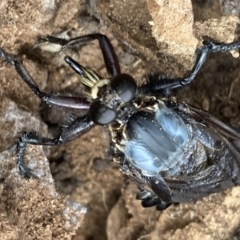 Blepharotes splendidissimus at Inverell, NSW - 30 Dec 2022 09:32 AM