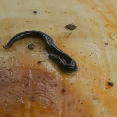 Parakontikia ventrolineata (Stripe-bellied flatworm) at QPRC LGA - 30 Dec 2022 by Paul4K