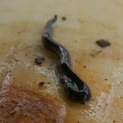 Parakontikia ventrolineata at suppressed - 30 Dec 2022