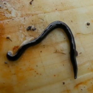 Parakontikia ventrolineata at Borough, NSW - 30 Dec 2022