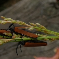 Porrostoma rhipidium (Long-nosed Lycid (Net-winged) beetle) at Boro - 30 Dec 2022 by Paul4K