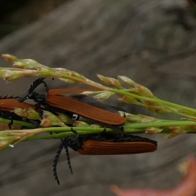 Porrostoma rhipidium (Long-nosed Lycid (Net-winged) beetle) at Borough, NSW - 30 Dec 2022 by Paul4K