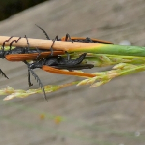 Porrostoma rhipidium at Borough, NSW - suppressed