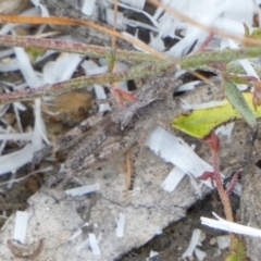 Phaulacridium vittatum (Wingless Grasshopper) at QPRC LGA - 30 Dec 2022 by Paul4K