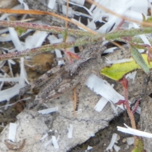 Phaulacridium vittatum at Borough, NSW - 30 Dec 2022