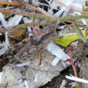 Phaulacridium vittatum at Borough, NSW - 30 Dec 2022