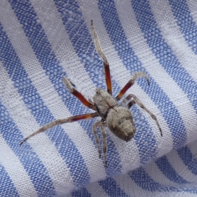 Unidentified Orb-weaving spider (several families) at Borough, NSW - 30 Dec 2022 by Paul4K