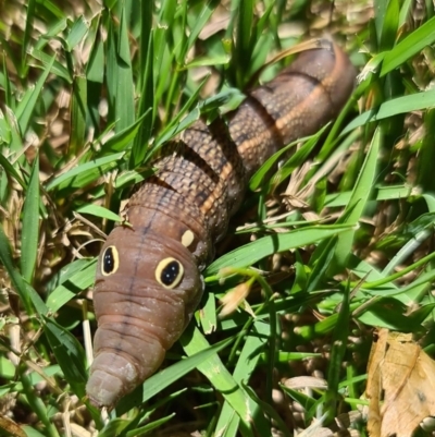 Hippotion celerio (Vine Hawk Moth) at Downer, ACT - 27 Dec 2022 by RobertD